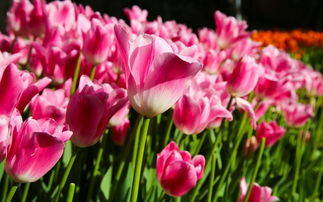 tulip双：花中皇后