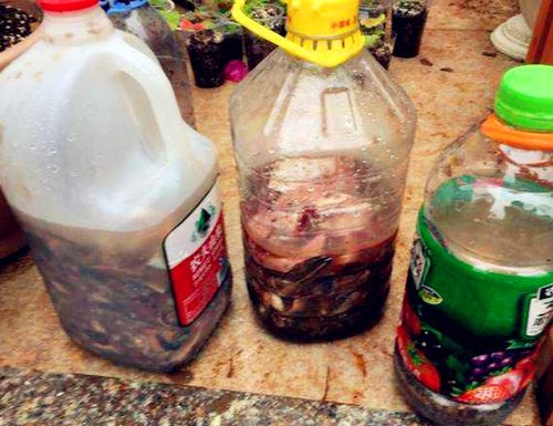 社区花友齐参与， 自制肥料大丰收