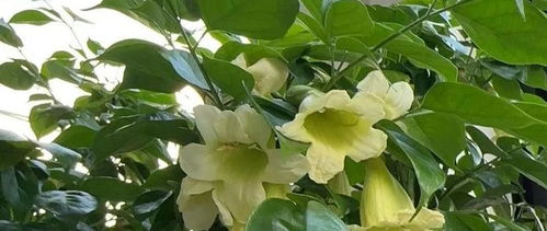 幸福树：幸福美满的象征