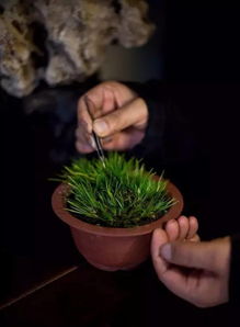 金钱蒲的小秘密