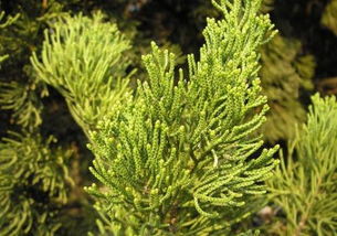 柏树， 那些不为人知的故事