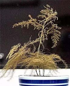泥炭形成于什么植物？快来看看泥炭的形成过程