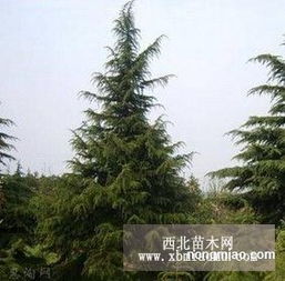 雪松市场价：多少一株才够本？