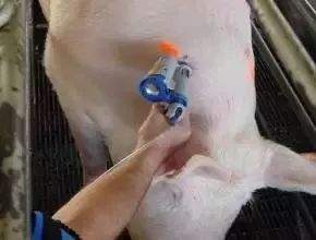 蓝耳、圆环、伪狂犬如何区分？临床症状有何不同