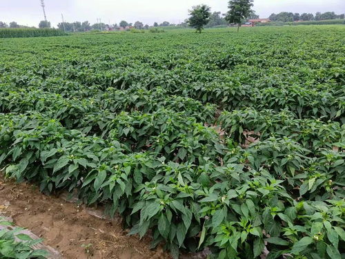 北方朝天椒种植指南中，3月份应该如何进行播种和田间管理