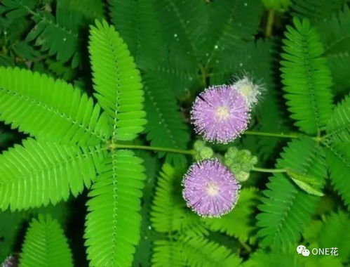 含羞草的奇妙反应