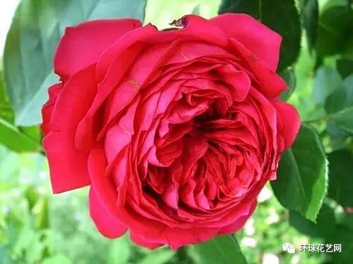 品种的独特魅力