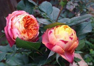 月季花：南方的幸运儿， 北方的挑战者