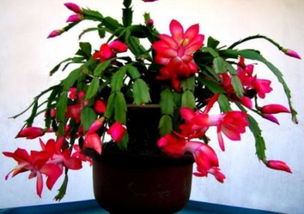 月季花：四季花开不断