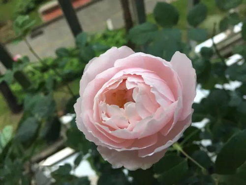 夏琳月季的详细介绍