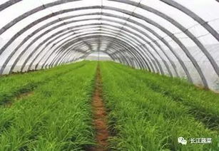 谷子黑病防治大揭秘：高效农药，你选对了吗？