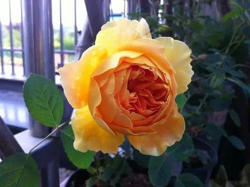 魔力光辉月季的香味和花期