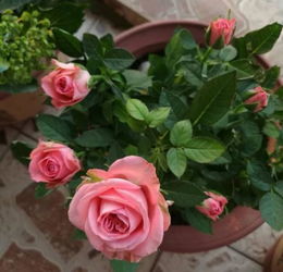 接着，我们要用神奇的东西——生根粉！