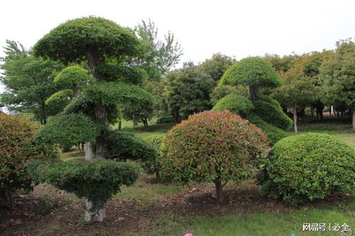 选择植物的建议：