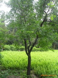 春天到啦，苗木价格啥的涨涨涨！