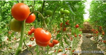 番茄根腐病， 种植户的心头病