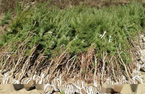 三伏天 苗木平安度夏攻略大放送