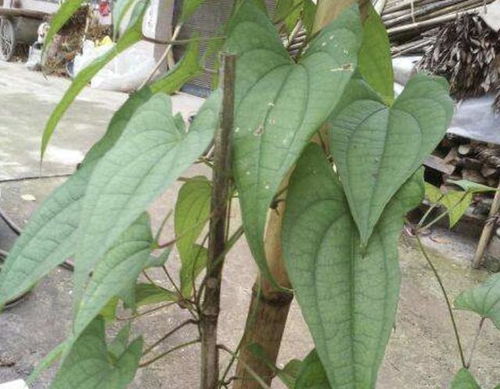 在山上，哪种草在相同条件下生长速度蕞快呢？