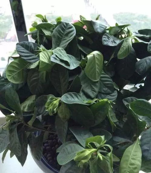 绿萝的冻伤症状