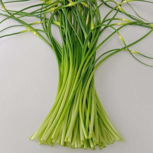 蒜苗青翠映春光，这蒜苗是啥品种，为啥这么绿呢？