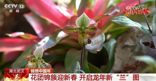 建兰：四季常青，花朵艳丽