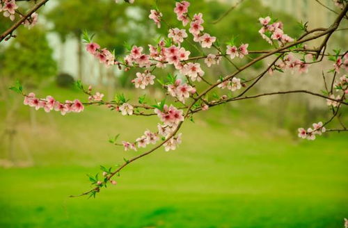 花木与情感， 哲理的传递