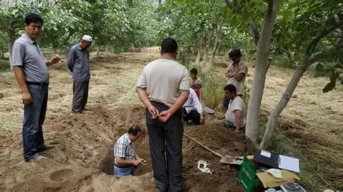 作物生长：圣丹助力，丰收在望！