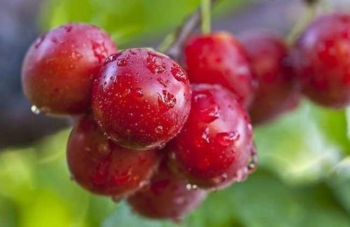 樱桃品种的多样性与果核