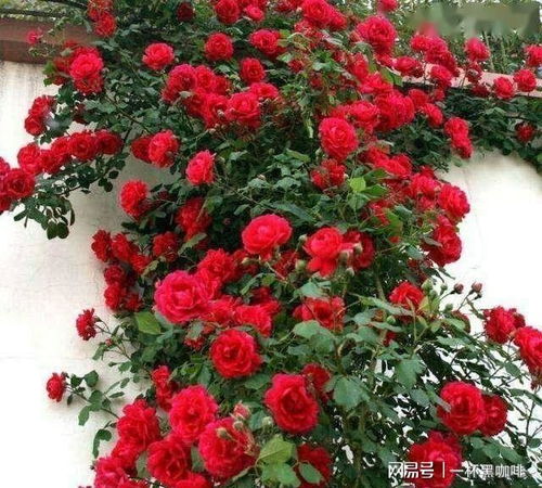 新手种植：藤本月季嫩成功吗？