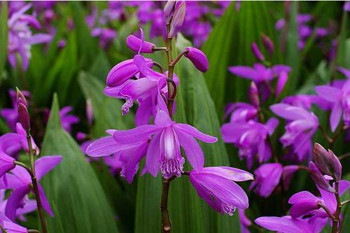 麦冬的收挖时机