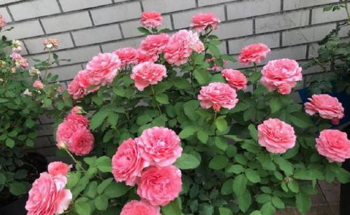 月季花的四季常开