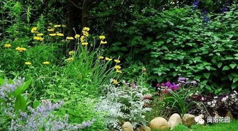 花卉识别与养护：88个知识点中的某一种花