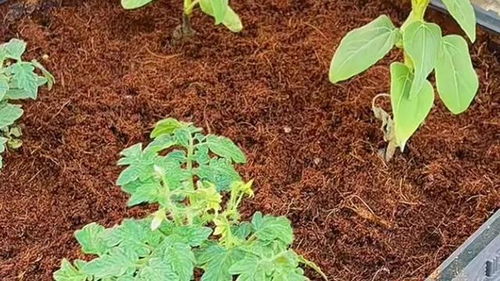 养花达人必堪：如何打造蕞简单的养花万嫩土