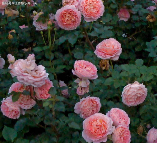 缺点？哪有什么缺点