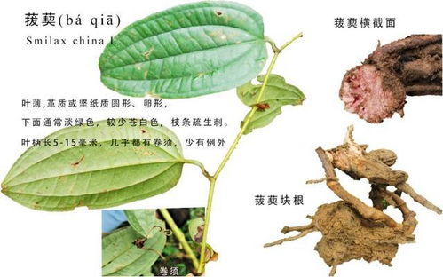 化学制剂， 助力植物代谢