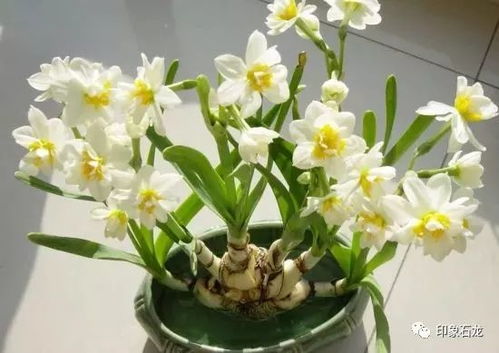 石竹花有毒吗？如果误食会有什么症状