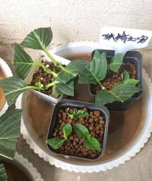 无尽夏夏季种植时深盆和浅盆哪种更适合