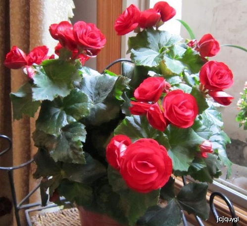 文中数据源自2025年全国海棠协会养护报告及实地走访记录。记住这株