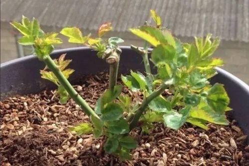 玫瑰花叶子黄了？试试修剪和施肥