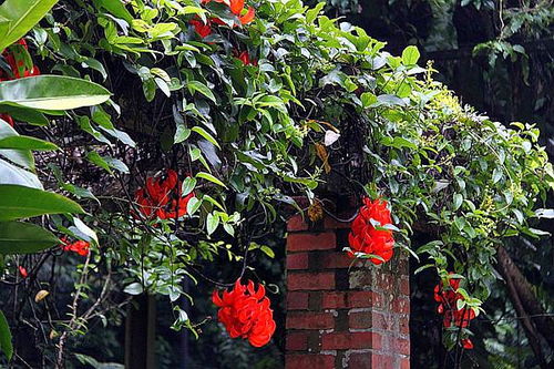 红玉藤的爆花养成指南