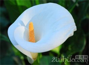 叶子发黑的原因， 我猜是啥