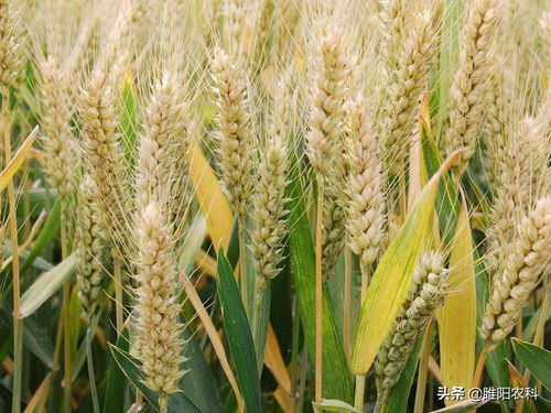 小麦品种：河南省麦区的秘密