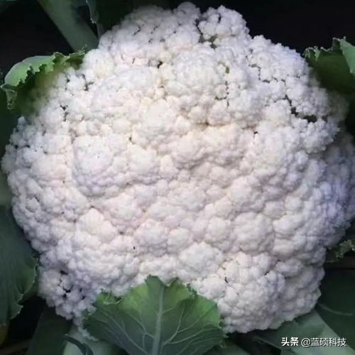 花菜定植后的除草剂