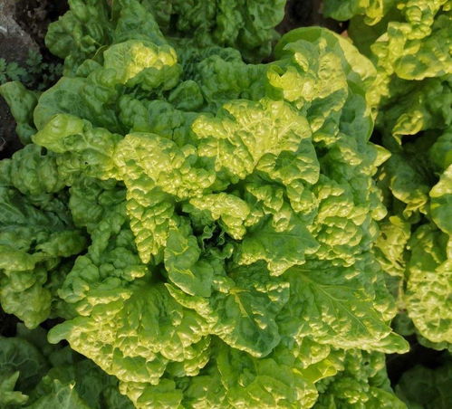 冬季阳台， 生机勃勃的绿意