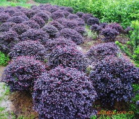 红花继木球价格