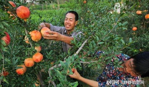 石榴树在哪些生长环境和地方条件下生长最为适宜呢