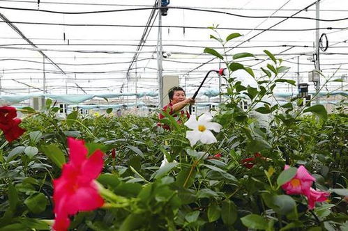 生态发展， 内乡的绿色发展之路