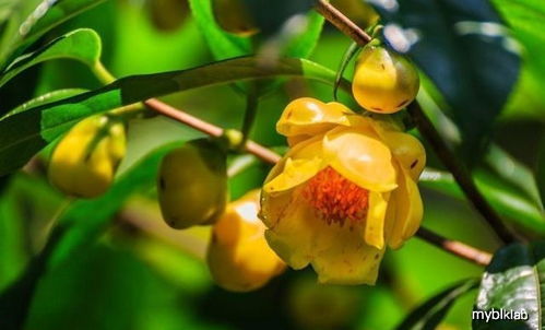 金花茶干叶原因揭秘，爆款花卉养护攻略