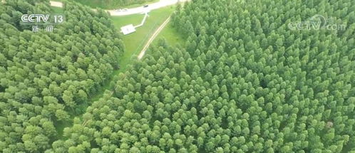 草种选对， 水土流失不再是难题