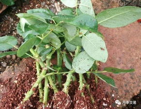 温度湿度，得把握住